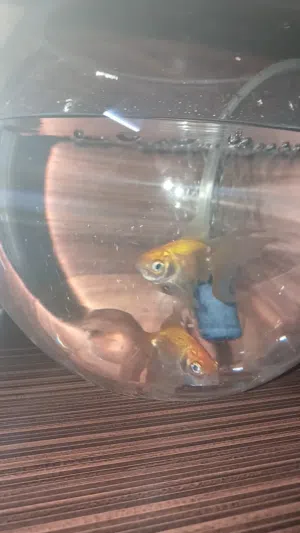 سمكتان goldfish
