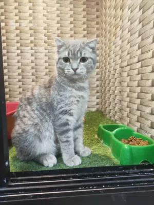 قط للبيع اسكوتش