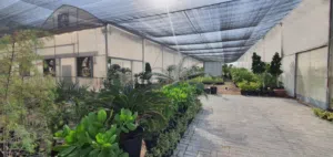 Outdoor, indoor plants, trees, palms for gardens and vilas and farms