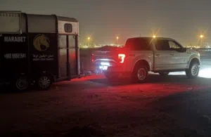 نقل خيل داخل وخارج الكويت  خدمة VIP