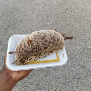 عسل برم جديد