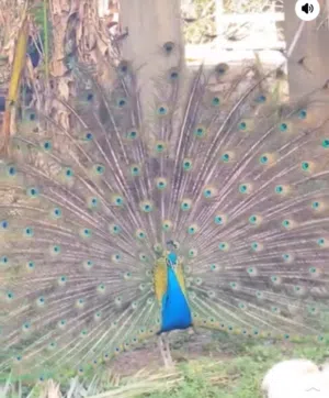 طاووس للبيع