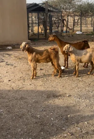 شاه تحتها تيوس للبيع.....