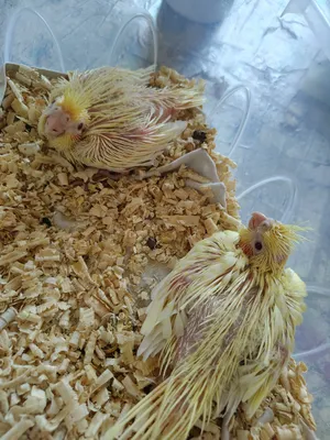 Parrots0