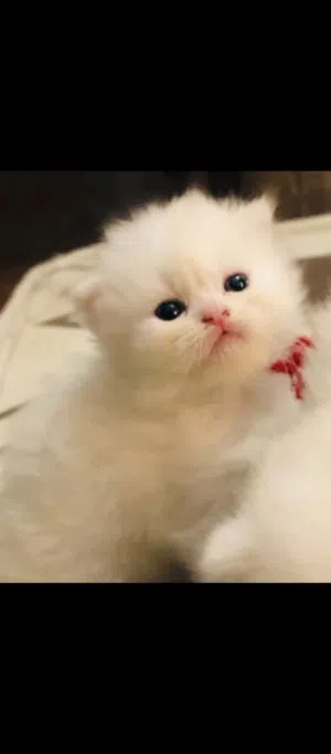 شكوتش فولد