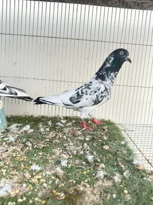 ‏حمام‏4