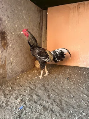 دجاج باكستاني اصل للبيع