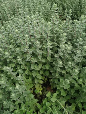 يوسف علي محمد عوض 