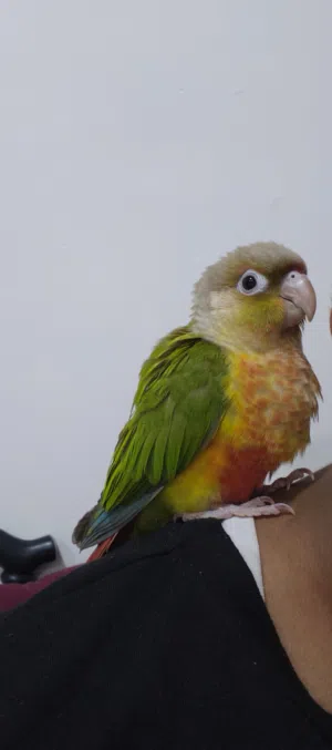 ببغاء كنيور انناس أليف طينه عمر شهرين