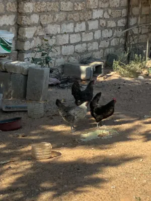 دجاج عربي للبيع درجة اولى