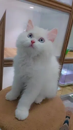 قطط بيضاء كثيرة الشعر عيون زرقاء 300درهم للواحدة سن شهران و 15 يوم