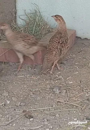 صفارد بكستاني