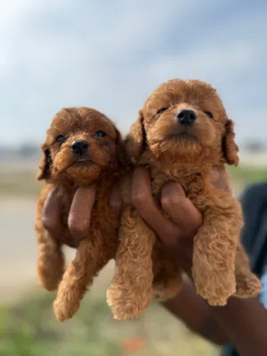 toy poodel pupies