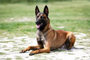 Wanted adoption malino working dog