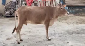 ماشاءالله تبارك الله عجله عمانيه عشار ف شهر 6