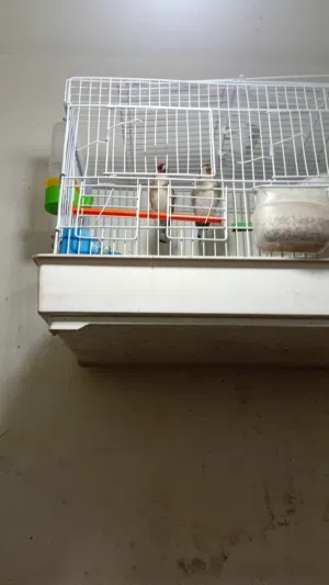 جوز حسين الصلاه على النبي طيره ترباي والفحل جلب