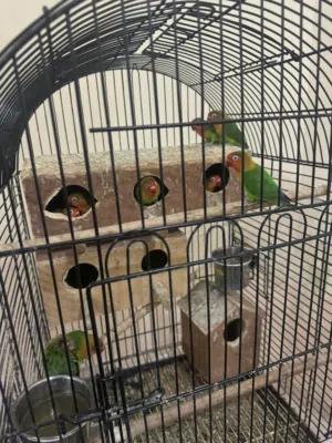 طيور لوڤ بيرد Love bird للبيع