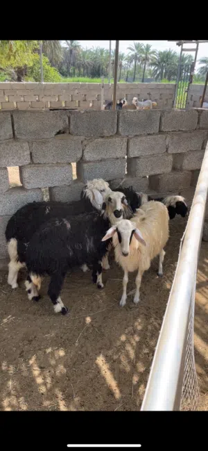 حملات للبيع تابع الوصف