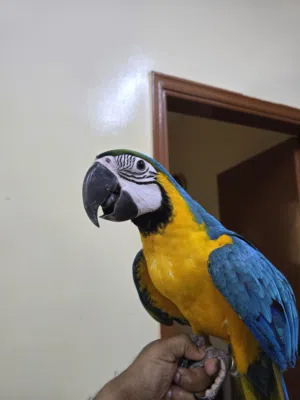 Baby blue and gold macaw