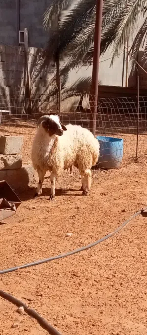 خروف وطني للبيع
