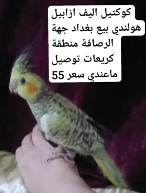 كوكتيل هولندي ازابيل اليف بيع بغداد جهة رصافه منطقة كريعات فديو واضح توصيل ماعندي سعر 55
