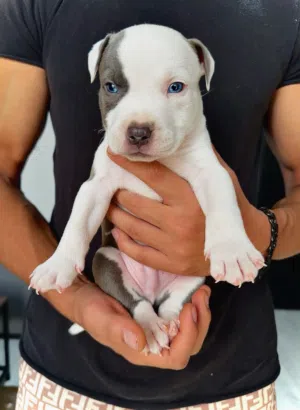 متوفر اقوي جرو بيتبول بيور