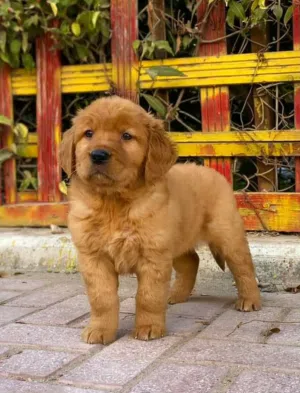 جولدن رتريفر