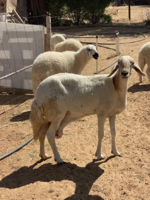 نعجة تحتها حوليه ربي يبارك