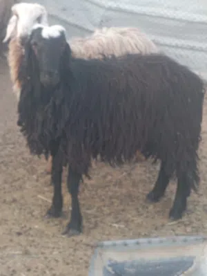 كبش فول سمنه