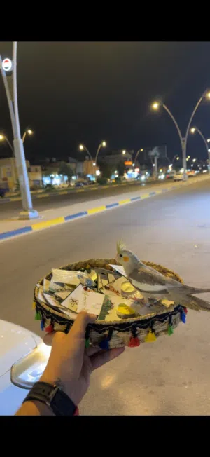 فقد طير كوكتيل في البراضعيه