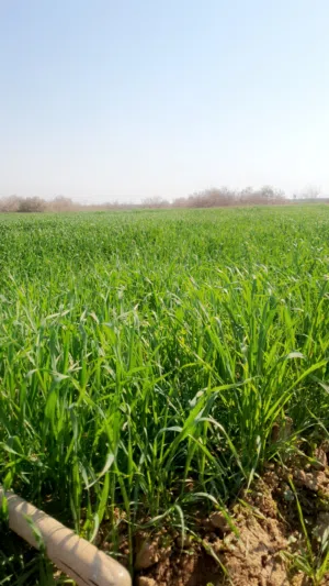 مشروع تربيه تسمين عجول