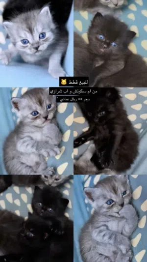 للبيع قطط 55ريال
