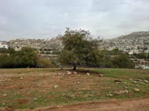 Residential Land for Sale in Amman Abu Al-Nair