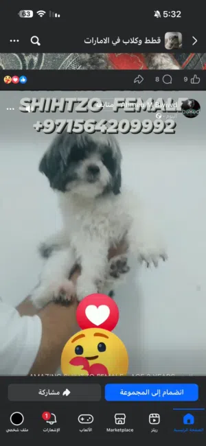 انثى شيتزو منتجة بسعر قابل للتفاوض المعقول  Available  adult female shihtzo
