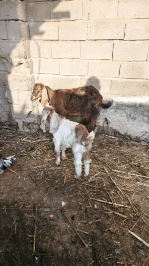 صخول اثنين كله وحده ورآه فحل