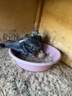 متاح كوبيا زاجل