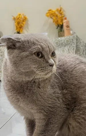 Scottish Female Cat