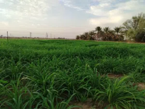 مزرعة للبيع في عبري