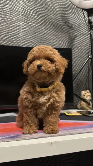 Toy Poodle