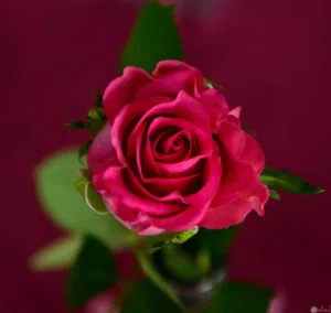 فارؤ محمد 