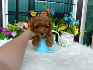 Poodle puppies