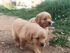 كلب ذكر للبيع عمره شهرين