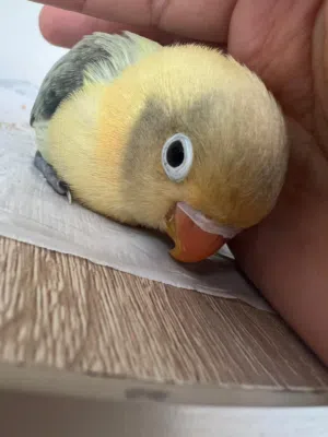 Lovebird Fischer
