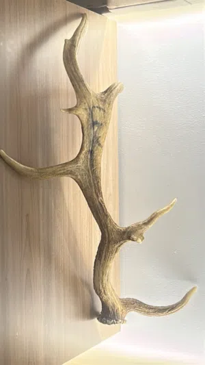 قرن الغزال طبيعي كبير