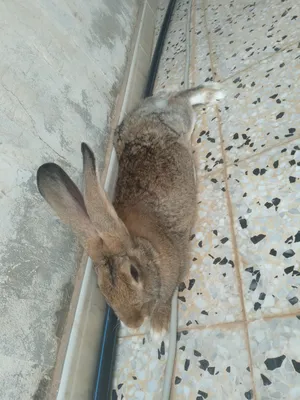 Rabbits1