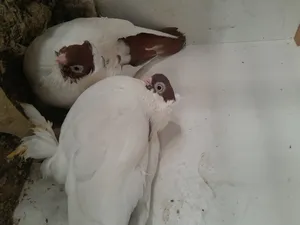 ‏حمام‏0