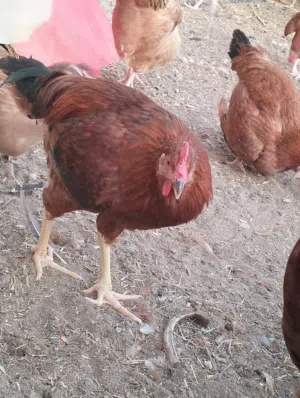 للبيع دياكه الفرنسي الاصلي البيور