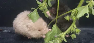 هامستر للبيع صح ونضافه اعمار شهر ونصف