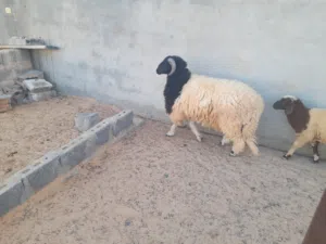 خروف وطني الله يبارك