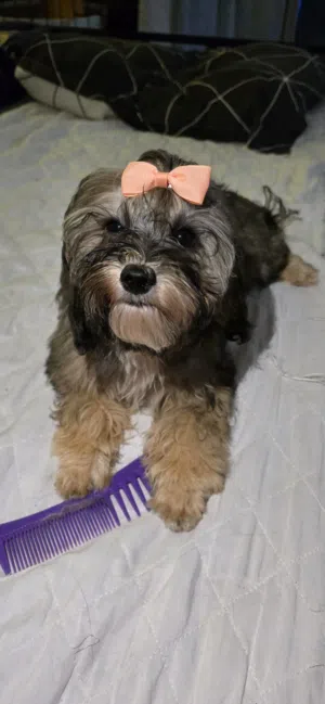 shih poo male and female 3 months vaccination and passport available for more videos contact WhatsAp